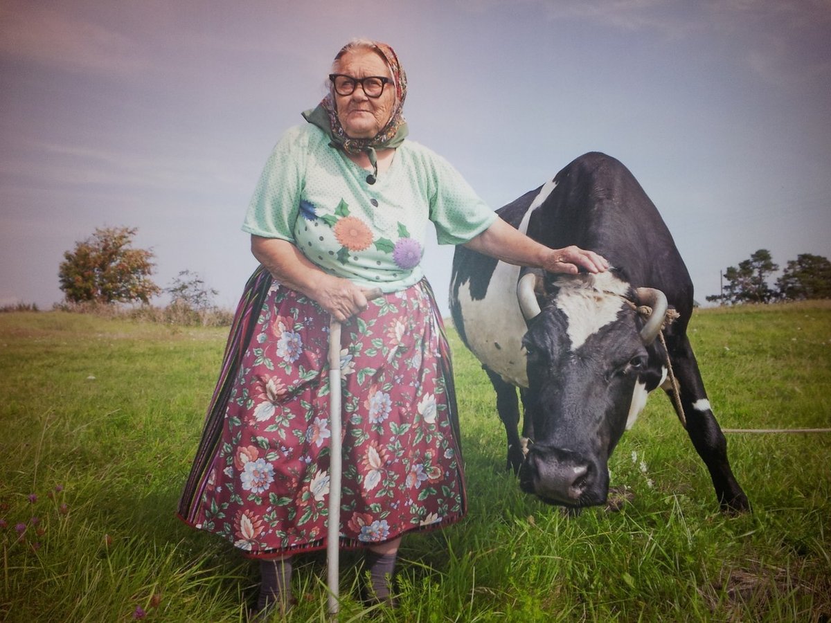 25 сельских. Бабушка доярка. Бабушка с коровой. Старуха с коровой. Деревенские бабушки с коровой.